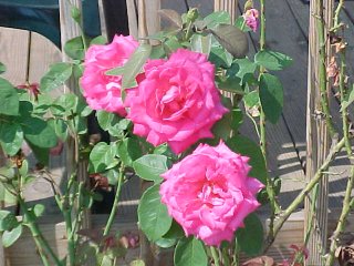rose16