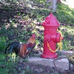 20031209roosterHydrant