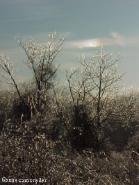 20031216iceTrees_sm