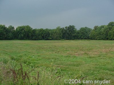 20040829lineOfTrees