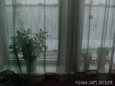 20040130plants2