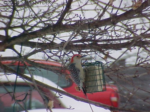 20040317redbelliedWoodpecker