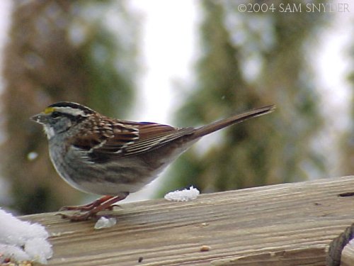 20040317whitethroatedSparrow