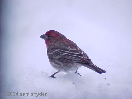 A common redpoll