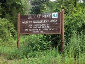 wildcat2