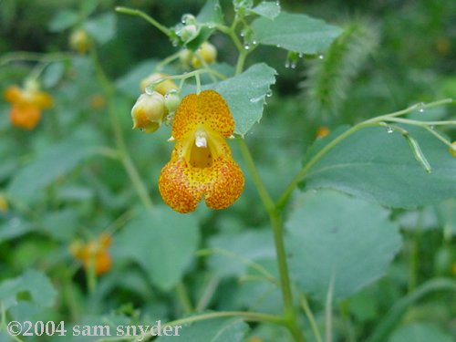 Impatiens capensis (Jewelweed, Touch-me-not, Spotted Jewelweed) CLICK FOR MORE INFO.