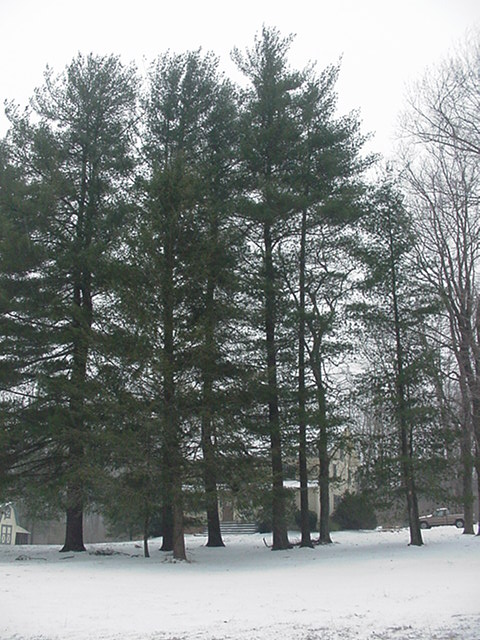 20070214snownewhouse009
