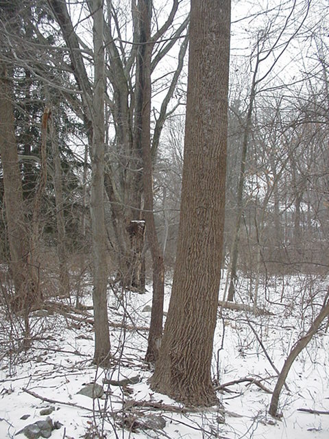 20070214snownewhouse013