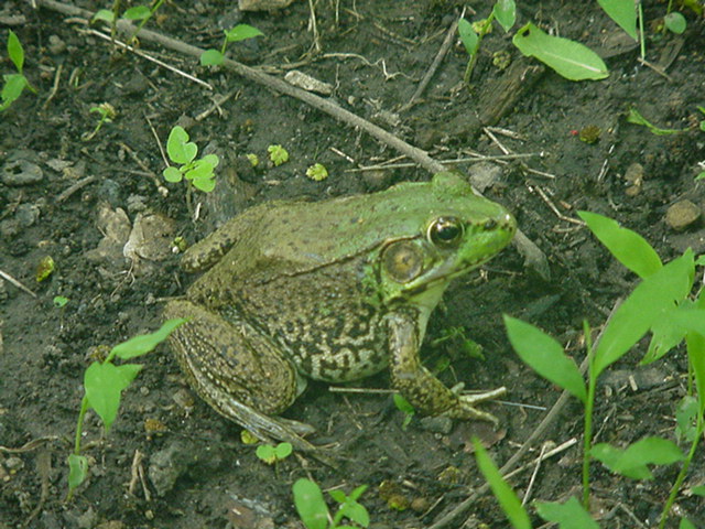 20080607toad