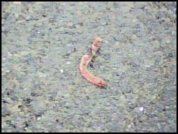 Nope. It's a dead worm.  
