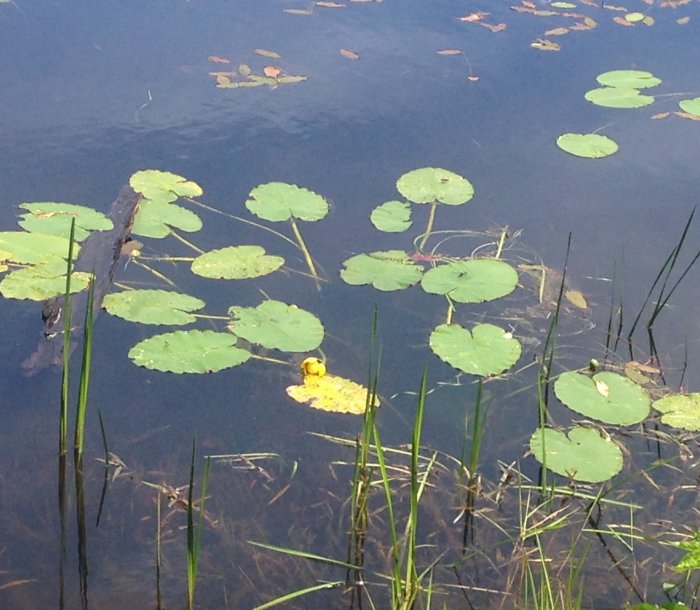 A water lily about to bloom.  Soon this pond will look like a Monet painting.
