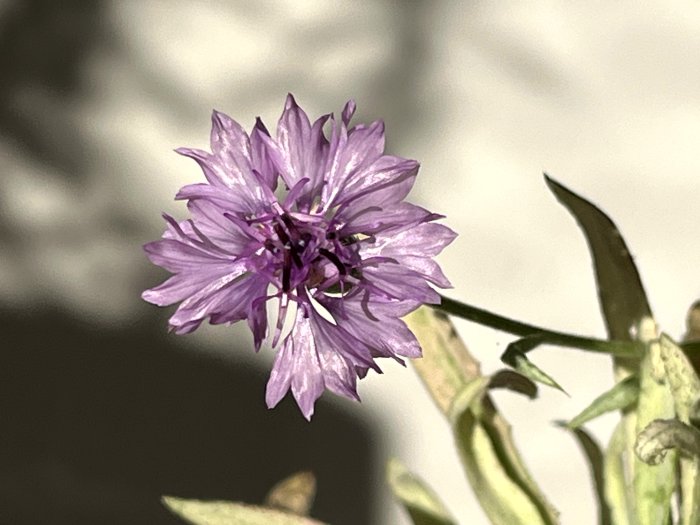 Flowers closeup